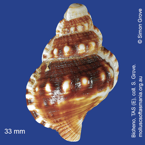 species image