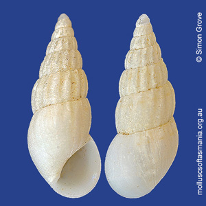 Rissoina fasciata