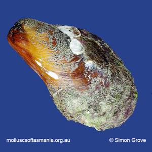 Modiolus areolatus