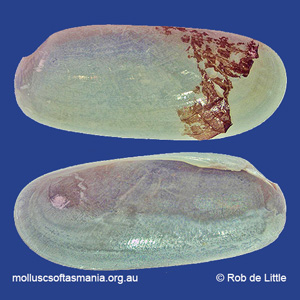 Modiolus lineus