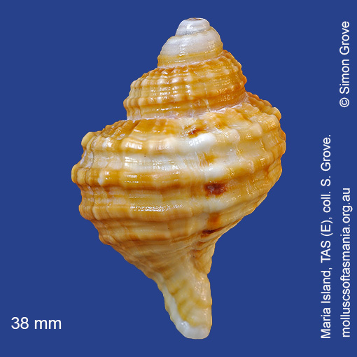 species image