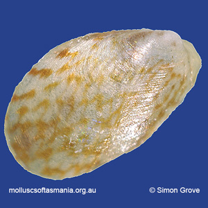 Musculus alganus