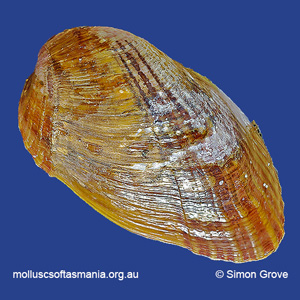 Musculus impactus