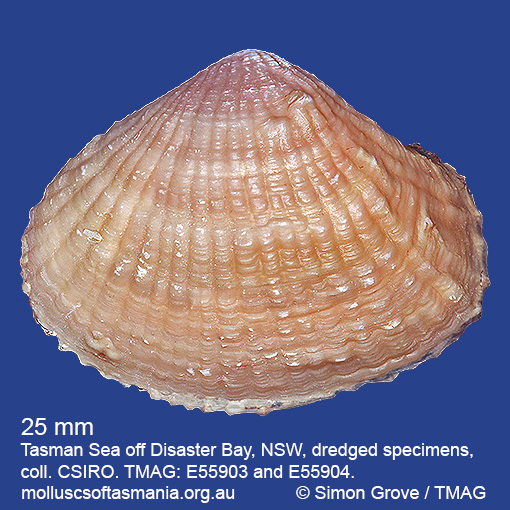 species image