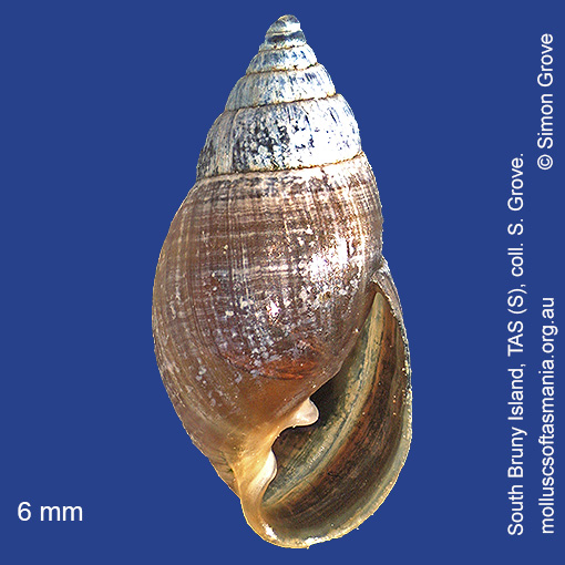 species image