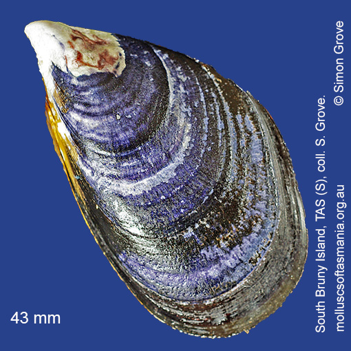 Mytilus Galloprovincialis Molluscs Of Tasmania Mytilus Galloprovincialis Molluscs Of Tasmania