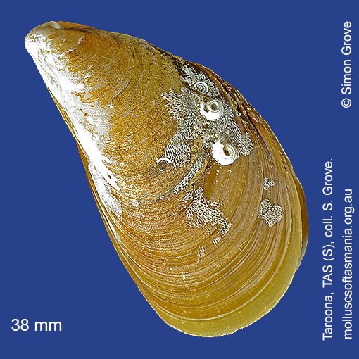 species image