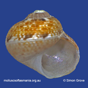 Nanula tasmanica