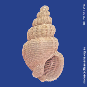 Nassarius mobilis