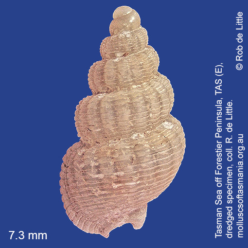 species image