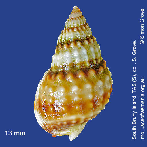 species image