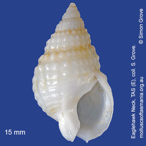 species image