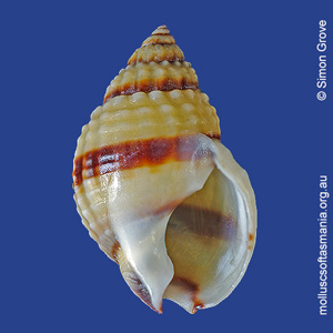 Nassarius pauperatus