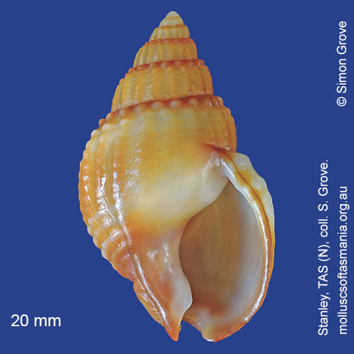 species image