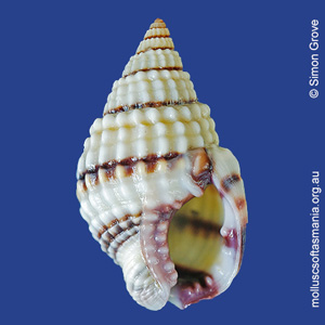 Nassarius pyrrhus