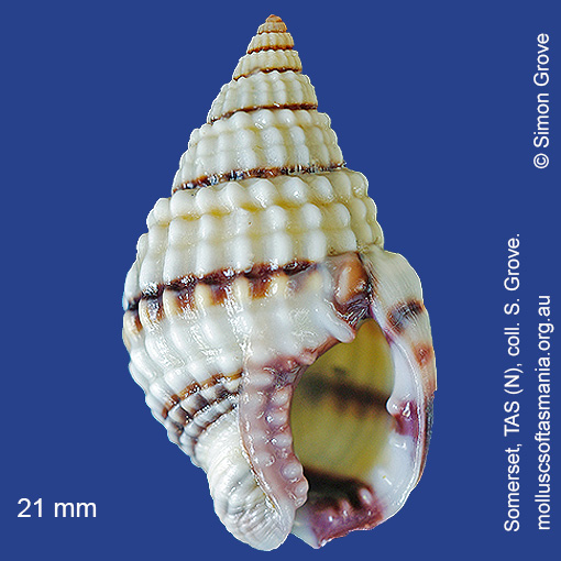 species image