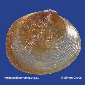 Neolepton planiliratum