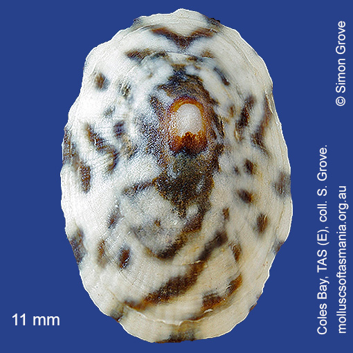 species image