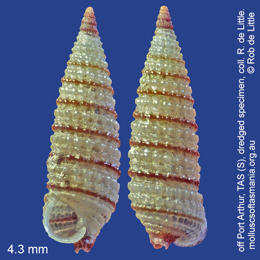 species image