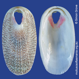 Macroschisma tasmaniae