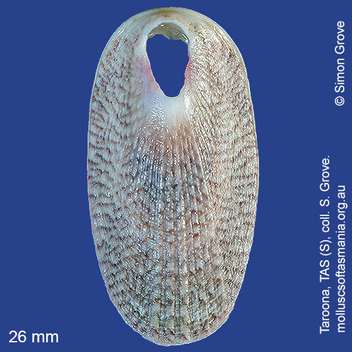 species image