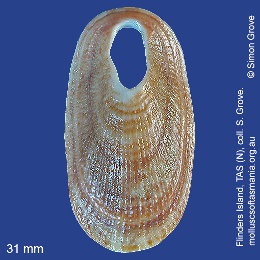 species image