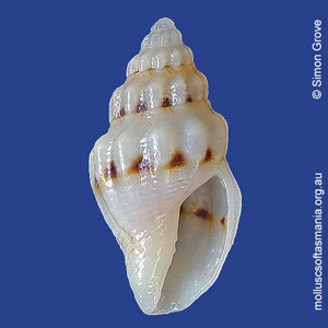 Macteola anomala