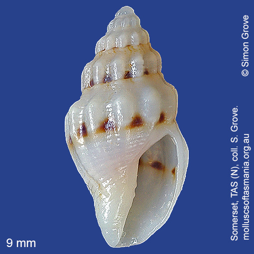 species image