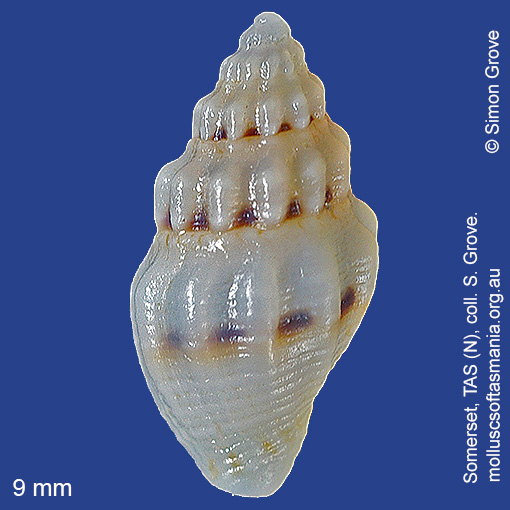 species image