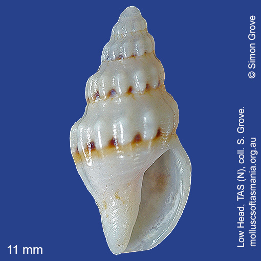 species image