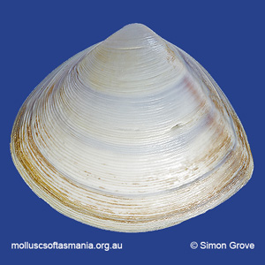 Mactra australis