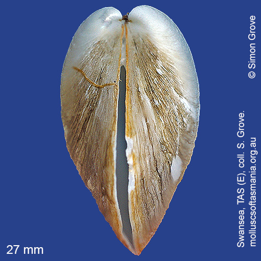 species image