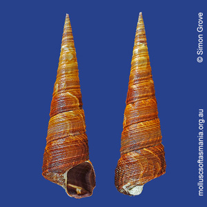 Maoricolpus roseus