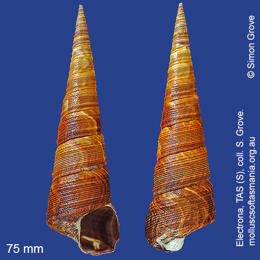 species image