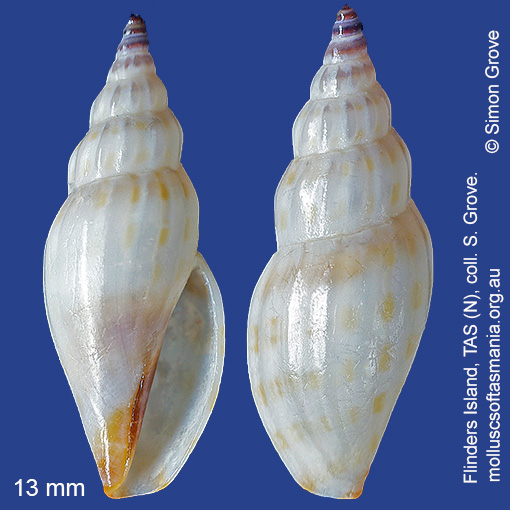 species image