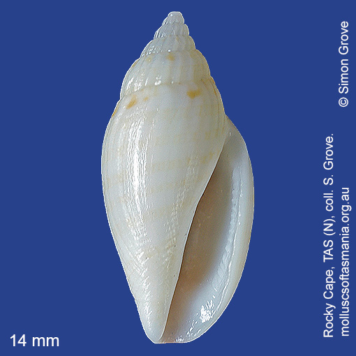 species image