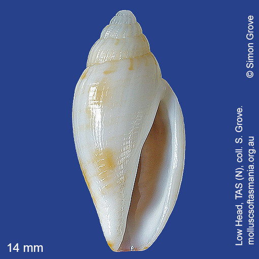 species image