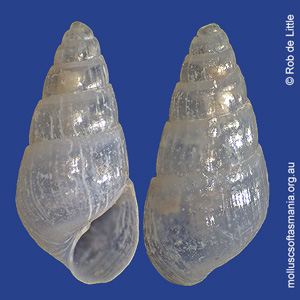 Megastomia simplex