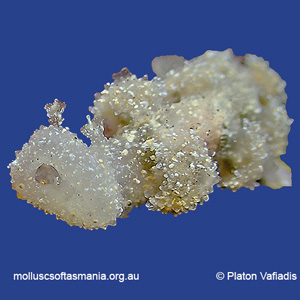 Melibe australis