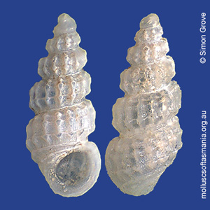 Merelina cancellata