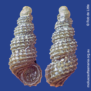 Merelina cheilostoma