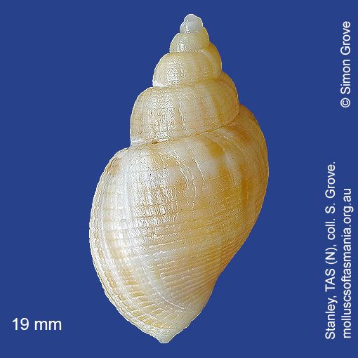 species image