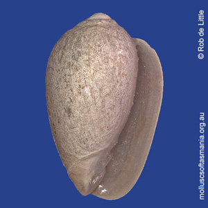 Mesoginella consobrina