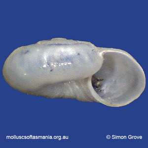 Microdiscula charopa