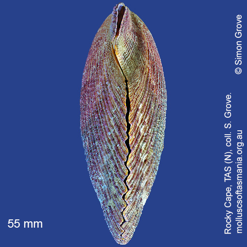 species image