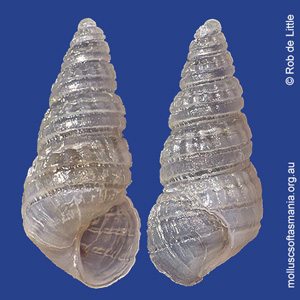 Miralda suprasculpta