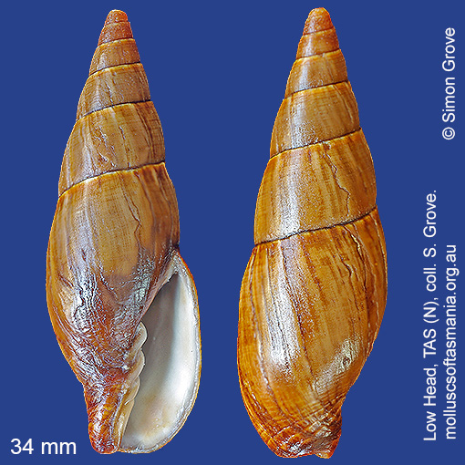 species image