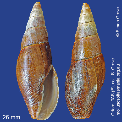 species image