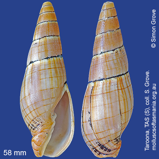 species image