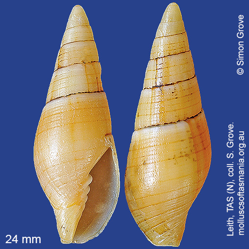 species image